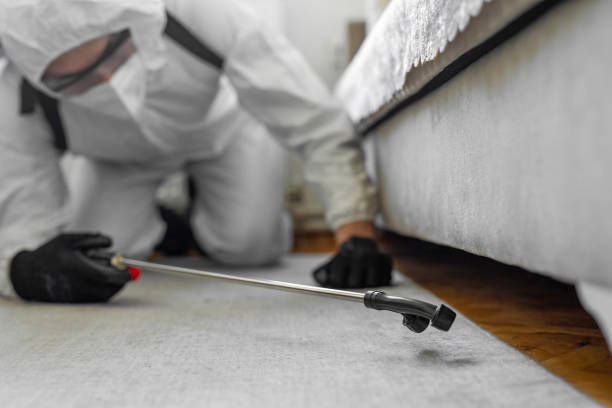 Professional Bed Bug Control technician working in Grove City, OH